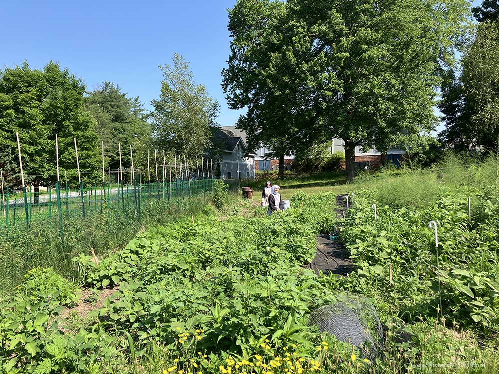 Sisters weed the big garden. Sisters weed the big garden at the monastery