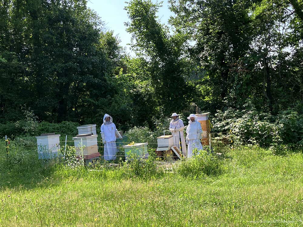 Hive Checkup Checking on the hives at Saint Benedict Center