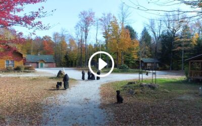 Fall at Montfort